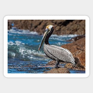 Pelican. Sticker